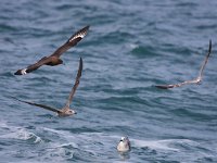 Stercorarius skua 6, Grote jager, Saxifraga-Bart Vastenhouw