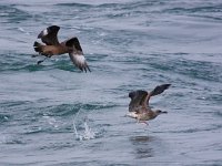 Stercorarius skua 7, Grote jager, Saxifraga-Bart Vastenhouw