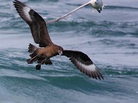 Stercorarius skua 8, Grote jager, Saxifraga-Bart Vastenhouw