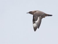 Stercorarius skua 9, Grote jager, juvenile, Saxifraga-Mark Zekhuis