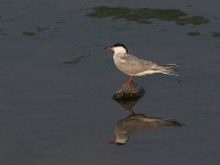 Sterna hirundo 10, Visdief, Saxifraga-Luc Hoogenstein