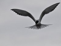 Sterna hirundo 105, Visdief, Saxifraga-Luuk Vermeer