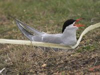 Sterna hirundo 11, Visdief, Saxifraga-Luc Hoogenstein