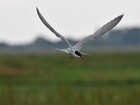 Sterna hirundo 111, Visdief, Saxifraga-Luuk Vermeer