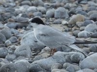 Sterna hirundo 113, Visdief, Saxifraga-Willem van Kruijsbergen