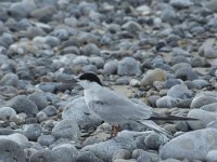 Sterna hirundo 114, Visdief, Saxifraga-Willem van Kruijsbergen