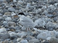 Sterna hirundo 115, Visdief, Saxifraga-Willem van Kruijsbergen