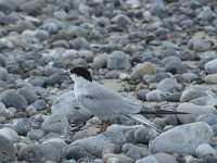 Sterna hirundo 116, Visdief, Saxifraga-Willem van Kruijsbergen