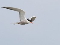 Sterna hirundo 117, Visdief, Saxifraga-Mark Zekhuis