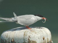 Sterna hirundo 12, Visdief, Saxifraga-Jan van der Straaten