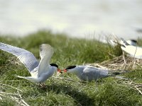 Sterna hirundo 13, Visdief, Saxifraga-Piet Munsterman