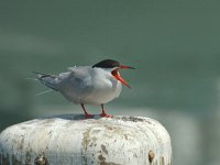 Sterna hirundo 14, Visdief, Saxifraga-Jan van der Straaten