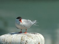 Sterna hirundo 15, Visdief, Saxifraga-Jan van der Straaten