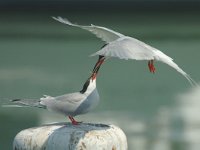 Sterna hirundo 16, Visdief, Saxifraga-Jan van der Straaten