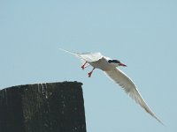 Sterna hirundo 17, Visdief, Saxifraga-Jan van der Straaten