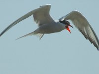 Sterna hirundo 19, Visdief, Saxifraga-Jan van der Straaten