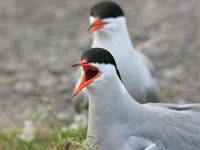 Sterna hirundo 2, Visdief, Saxifraga-Jaap Schelvis