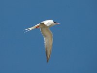 Sterna hirundo 21, Visdief, Saxifraga-Jan van der Straaten