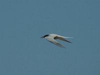 Sterna hirundo 22, Visdief, Saxifraga-Jan van der Straaten