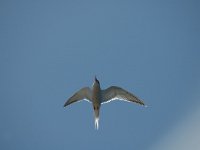 Sterna hirundo 23, Visdief, Saxifraga-Jan van der Straaten