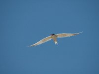 Sterna hirundo 24, Visdief, Saxifraga-Jan van der Straaten