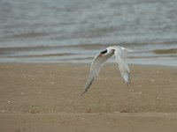 Sterna hirundo 28, Visdief, Saxifraga-Jan van der Straaten