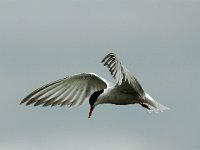 Sterna hirundo 29, Visdief, Saxifraga-Piet Munsterman