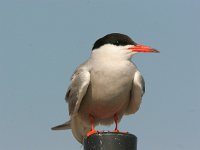 Sterna hirundo 3, Visdief, Saxifraga-Jaap Schelvis