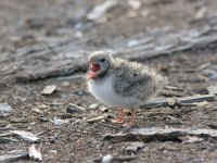 Sterna hirundo 30, Visdief, Saxifraga-Jaap Schelvis