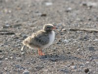 Sterna hirundo 31, Visdief, Saxifraga-Jaap Schelvis