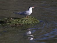 Sterna hirundo 32, Visdief, Saxifraga-Mark Zekhuis