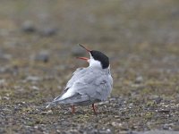 visdief, Common Tern  Visdief, Common Tern : Visdief, bird, born to travel, common tern, ondervleugel, onderzijde, stern, tern, vliegbeeld, vliegend, vogel, water, watervogel, white, wit