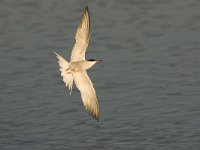 Visdief, Common Tern  Visdief, Common Tern : Visdief, bird, born to travel, common tern, ondervleugel, onderzijde, stern, tern, vliegbeeld, vliegend, vogel, water, watervogel, white, wit