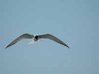 Sterna hirundo 35, Visdief, Saxifraga-Jörg Mager