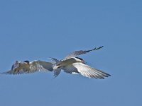 Sterna hirundo 36, Visdief, Saxifraga-Rik Kruit