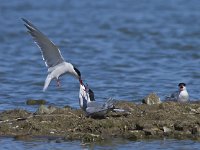 Sterna hirundo 37, Visdief, Saxifraga-Rik Kruit