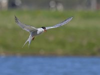 Sterna hirundo 38, Visdief, Saxifraga-Rik Kruit