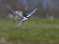 Sterna hirundo 39, Visdief, Saxifraga-Rik Kruit