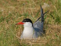 Sterna hirundo 4, Visdief, Saxifraga-Jaap Schelvis