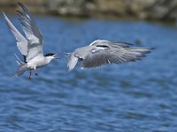 Sterna hirundo 40, Visdief, Saxifraga-Rik Kruit