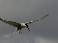 Sterna hirundo 41, Visdief, Saxifraga-Jan van der Straaten