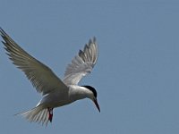 Sterna hirundo 42, Visdief, Saxifraga-Jan van der Straaten