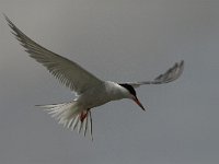 Sterna hirundo 43, Visdief, Saxifraga-Jan van der Straaten