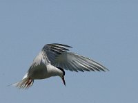 Sterna hirundo 44, Visdief, Saxifraga-Jan van der Straaten