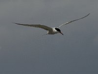 Sterna hirundo 45, Visdief, Saxifraga-Jan van der Straaten