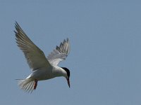 Sterna hirundo 46, Visdief, Saxifraga-Jan van der Straaten