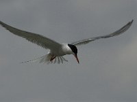 Sterna hirundo 47, Visdief, Saxifraga-Jan van der Straaten