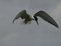 Sterna hirundo 49, Visdief, Saxifraga-Jan van der Straaten