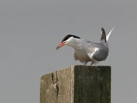 Sterna hirundo 5, Visdief, Saxifraga-Jaap Schelvis