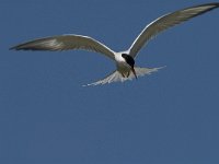 Sterna hirundo 50, Visdief, Saxifraga-Jan van der Straaten